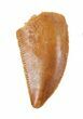 Serrated, Raptor Tooth - Morocco #57927-1